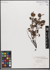 Foto von Salix reticulata L.